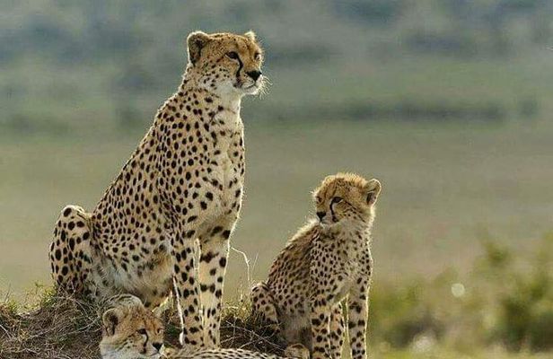 3 Days Masai Mara Budget Camping Safari Experience