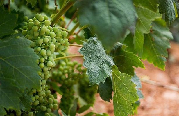Haft-day Winery tour from Zaragoza