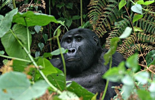 3 days Uganda Gorilla safari tour with relaxation on Lake Bunyonyi