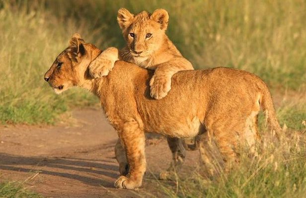 Tanzania Safari 10 Days- Serengeti, Lake Manyara, Ngorongoro Crater.