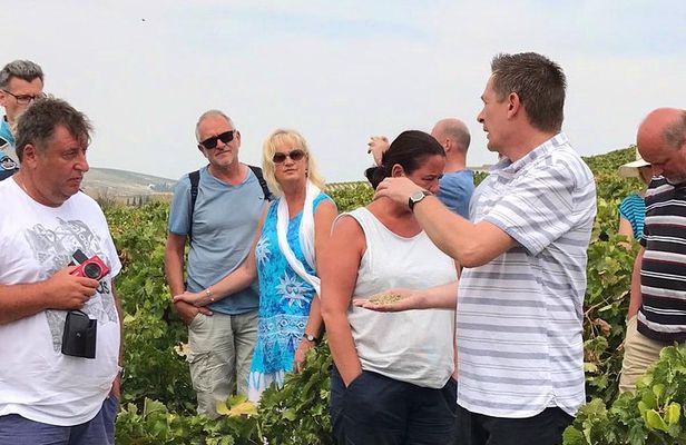 Sherry Experience in the Vineyard