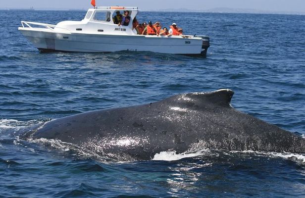 Samaná Whale Watching + Cayo Levantado from Samaná Port in Catamaran