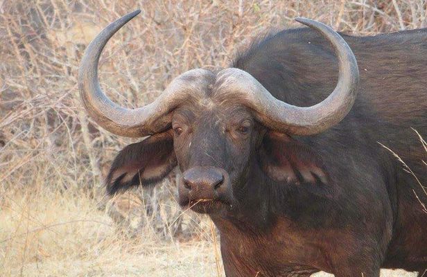 Serengeti N. Park_ Lake Manyara and Tarangire National park 