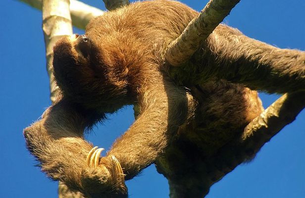 Manuel Antonio Park Tour and its Amazing Wildlife and Beaches