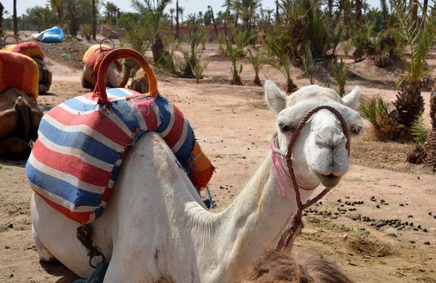 Marrakech Guided Tour From Casablanca With Camel Ride