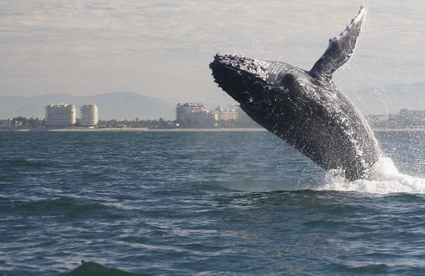 Small-Group Half-Day Whale-Watching Tour in Puerto Vallarta