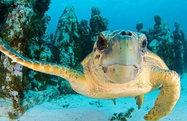 Snorkeling Experience in Cancun - Hands Underwater Museum