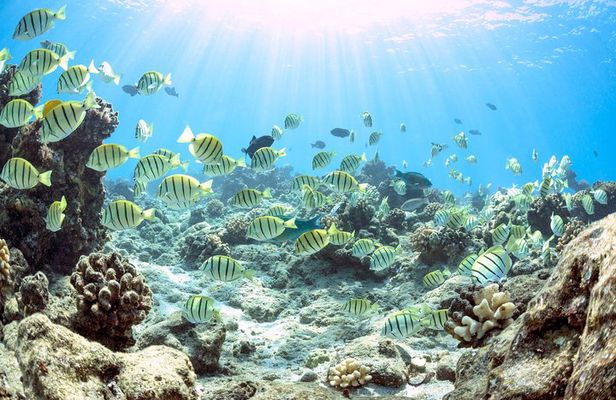 Four Winds Molokini Snorkeling Tour from Maalaea Harbor