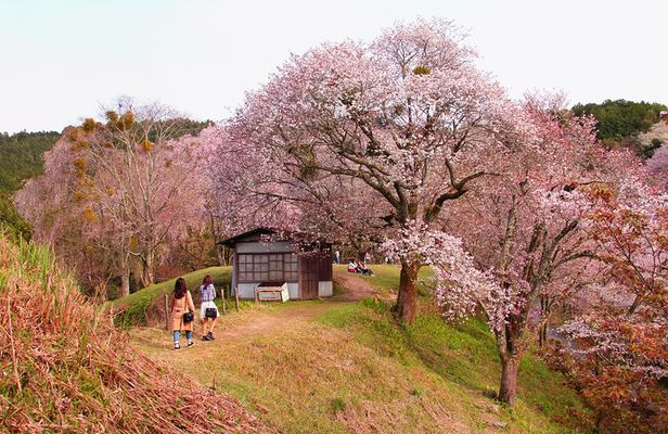 Nara Day Trip from Kyoto with a Local: Private & Personalized