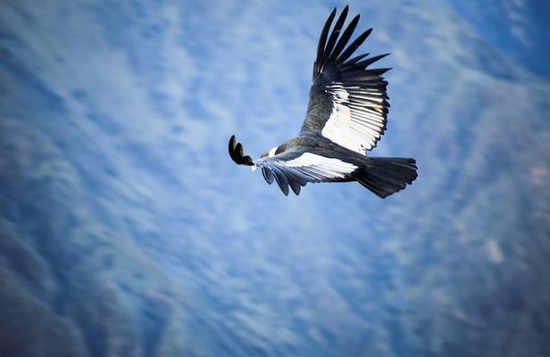 Colca Canyon Sightseeing Tour 2-Day 1-Night