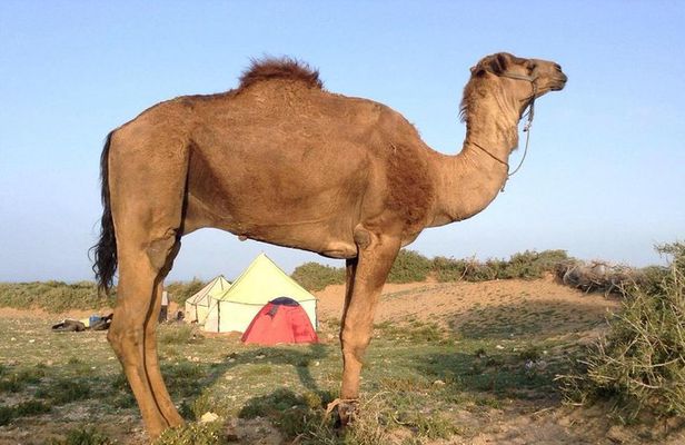 Luxury private day trip - Atlas Mountains, Agafay Desert & camels