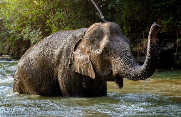 Half Day Visit Elephant Sanctuary in Samui
