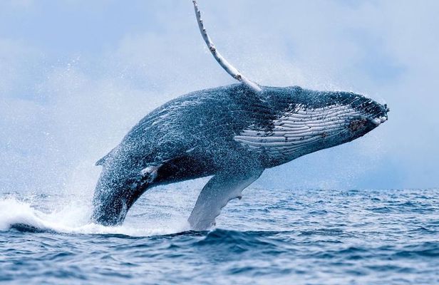 Whale Watching In Hermanus Plus Wine Tasting Tour From Cape Town