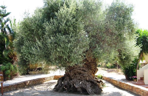 Wine, Beer, Olive Oil Tasting Private Tour (price per group of 6)
