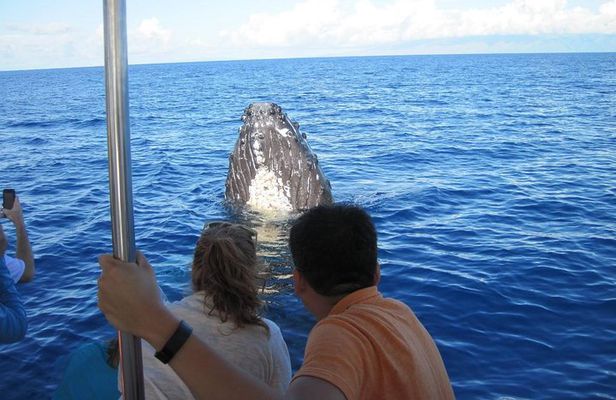 Maui's Best Whale Watch and Super Raft Adventure