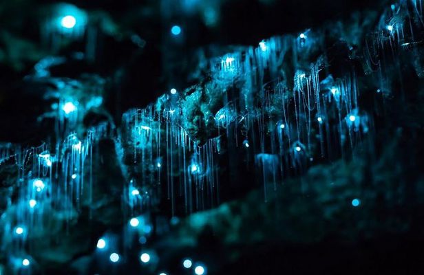 Glow-worms, Waterfalls & Rainforest Experience
