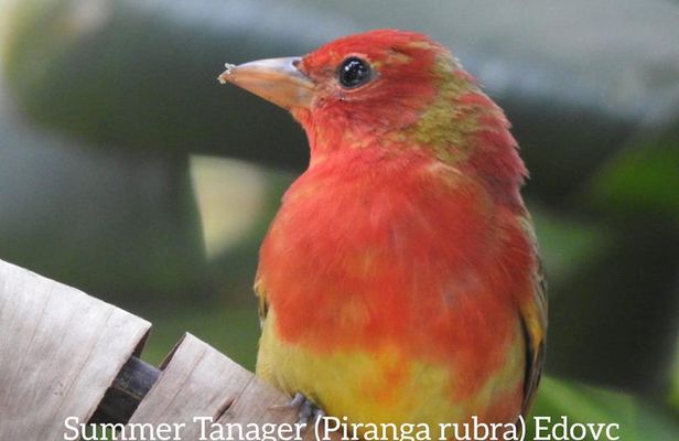 Monteverde Birdwatching Guided Tour