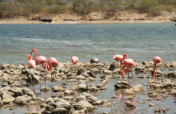 Flamingo & Mangrove Trip with Local Guide