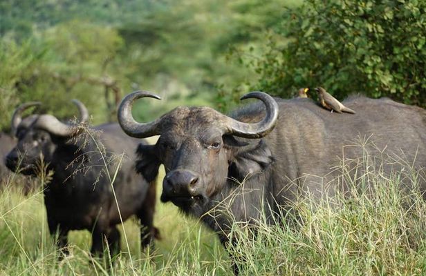 3 - Days Tanzania Wildlife Safari