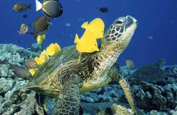 Waikiki Turtle Snorkel & Sail combo on Hawea Catamaran