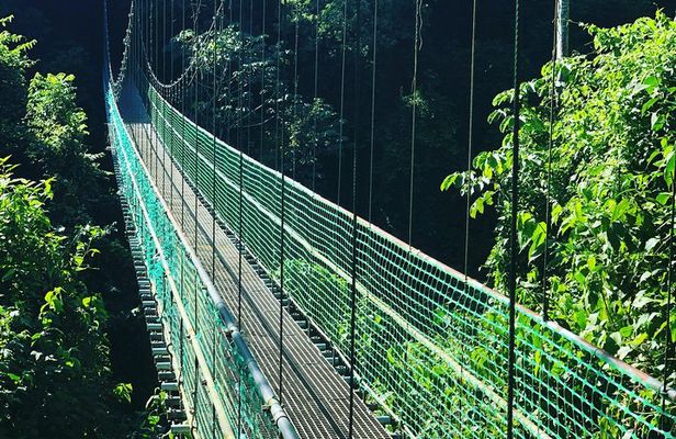 Roatan Shore Excursion: Hanging Bridges Eco Tour and Beach Break