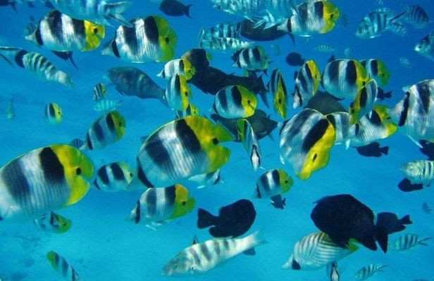 Small group snorkeling (5 people max): wrecks & tropical fishes at 1:00pm