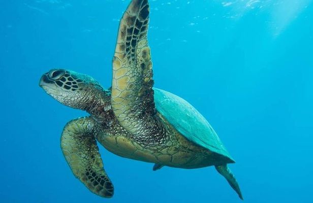 Maui Certified Shore Diving from Lahaina