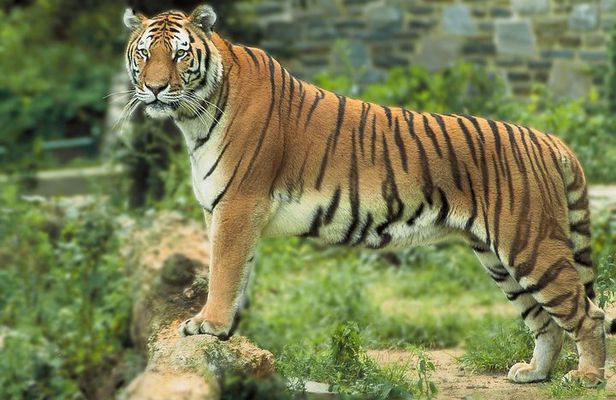 8 Days Golden Triangle Tour With Ranthambore Tiger Safari