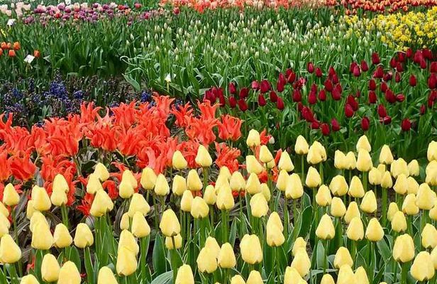 Amsterdam Private Tour to Keukenhof, Tulip Fields and Windmills