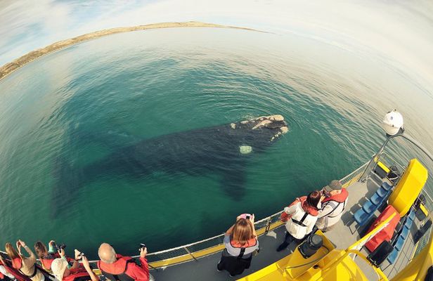 Underwater Whale Watching in Puerto Piramides