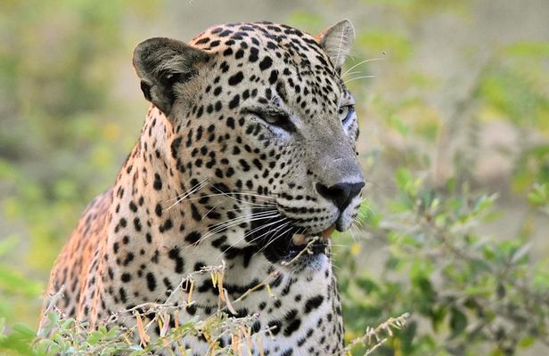 Private Tour: YALA National Park from SHANGRI-LA, Hambanthota