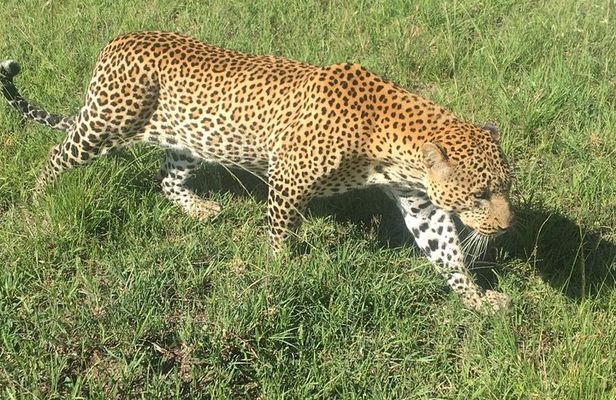 6 Days Masai Mara, L Nakuru, L Naivasha, Amboseli 4X4 Jeep safari