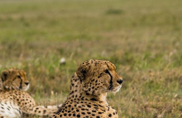  7 Days Amboseli National park and Maasai Mara Safari 
