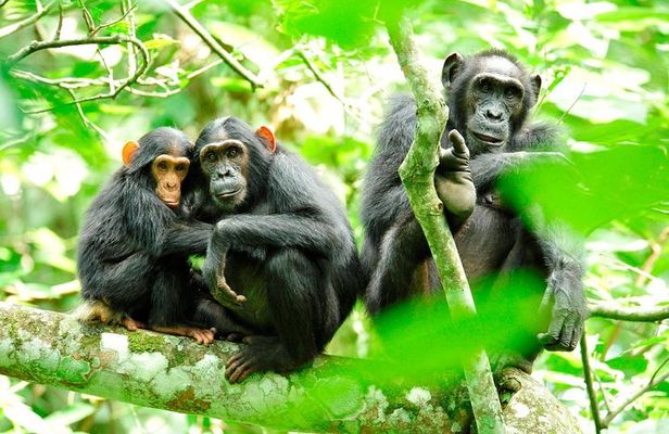 1 Day Kibale National Park