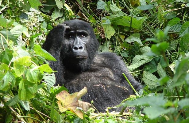 6 Day Gorilla tracking and Wildlife Safari