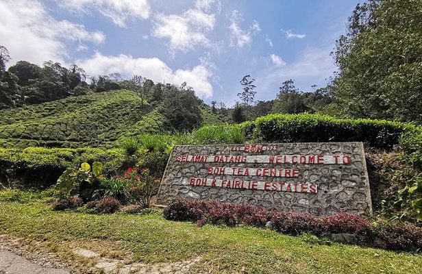 Cameron Highlands Full-Day Tour