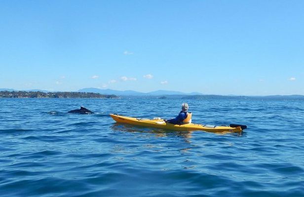 Whale Watching by Sea Kayak in Batemans Bay