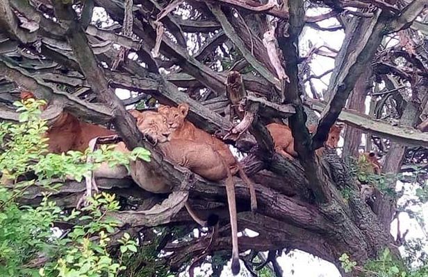 4 Day, Amazing Wildlife and Crater Lake Hiking