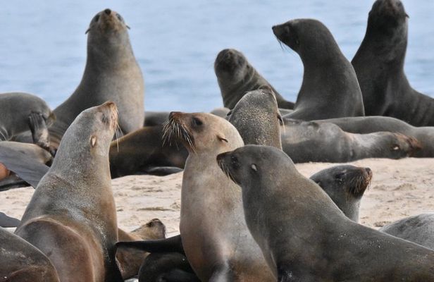 Sandwich Harbour Adventure: Seals and Sandwich harbour dune drive