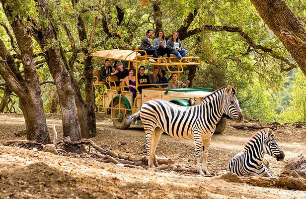 Safari West Sonoma Adventure Tour