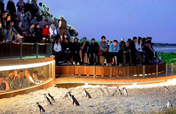 1 Day Exclusively Private Tour Of Phillip Island & The Penguin Parade 