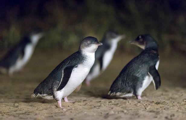 Private Tour: Phillip Island, Penguin Parade and Moonlit Sanctuary Conservation Park from Melbourne