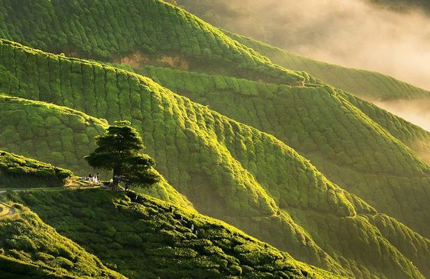 Full-day Cameron Highlands Day Trip from Kuala Lumpur