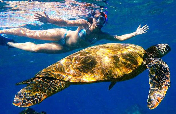 Turtle Town Clear Kayak & Snorkel Tour (10:30am-1pm)