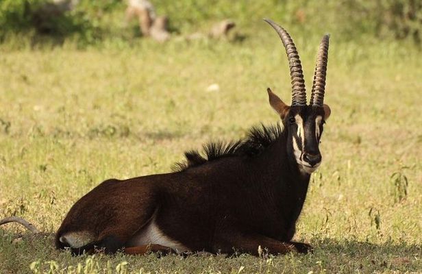 6-Day Masai Mara, Nakuru, Amboseli Budget Joining Safari