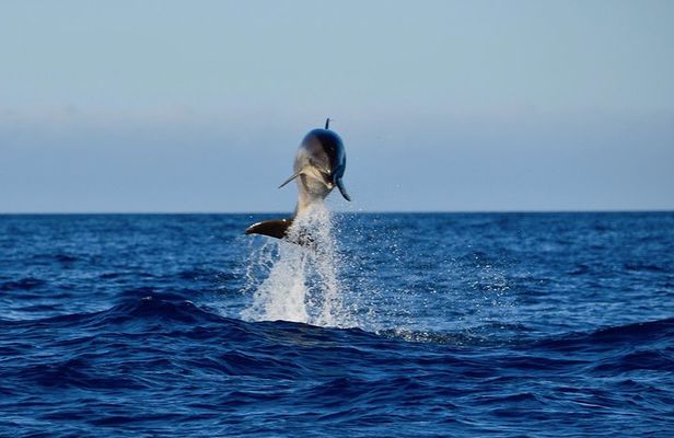 Lanzarote Sea Safari from Puerto calero