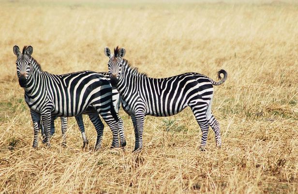 3-Days 2 Night Amazing Amboseli Experience.