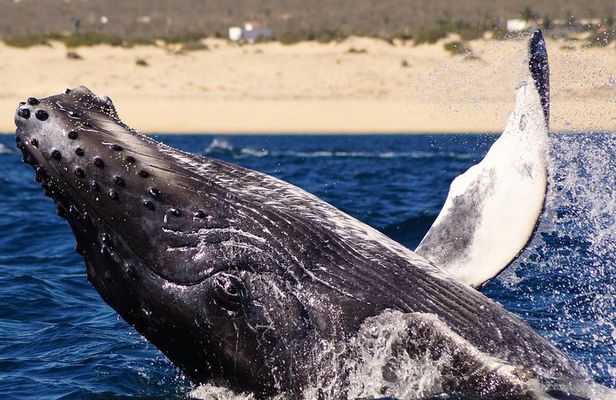 Humpback Whales in Cabo San Lucas