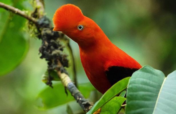 6 day amazon expedition manu reserved zone