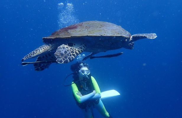 Koh Tao 2-Dive Day Trip from Koh Samui for certified divers